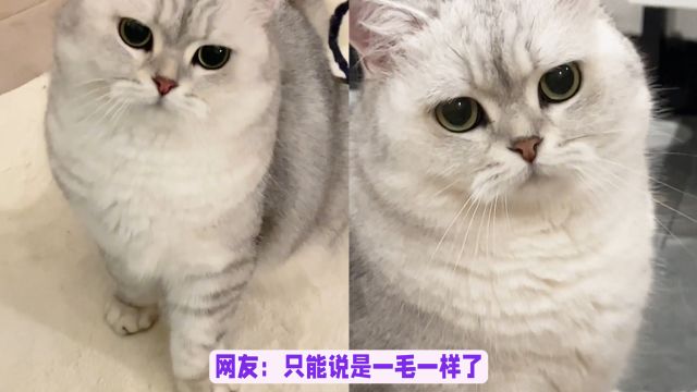 全网最会甩脸子的猫,整天一言不合就摆出一副质问你的表情