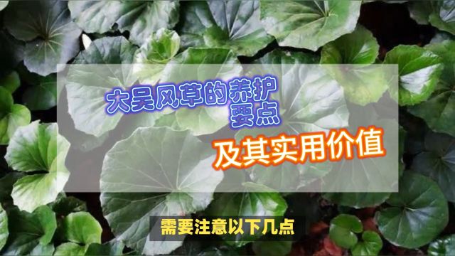 大吴风草的养护要点及其实用价值