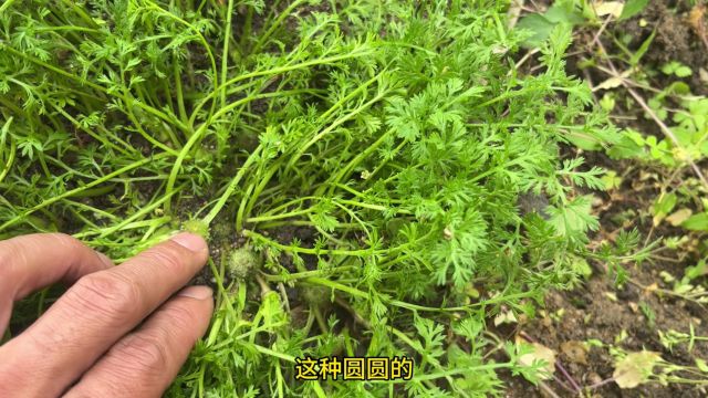 农村田间地头常见的“痔疮草”,用途很强大,还有人把它当杂草