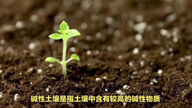 碱性土壤适合种植什么?很多人还不知道,看看做对了吗?