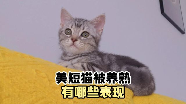 美短猫被养熟了,有哪些表现