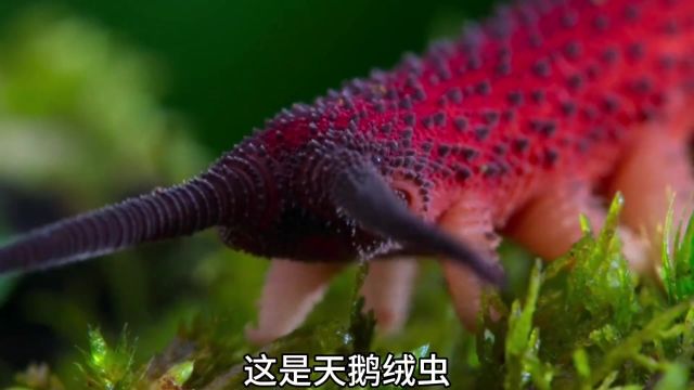 你没有见过的虫子,天鹅绒虫 #涨知识 #生物科普 #虫子 #动物世界