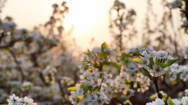 德州市宁津县:梨花经济里的富农“花样”