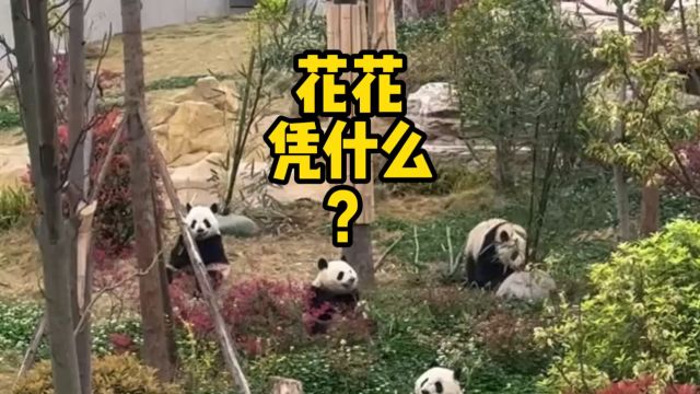 花花凭什么?