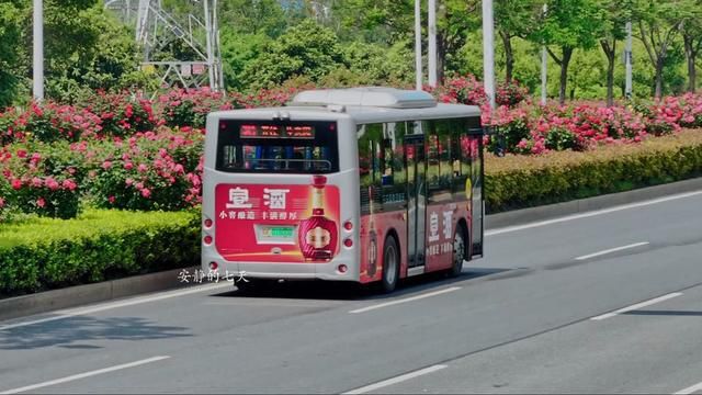 属于阜阳人的浪漫它又回来啦!浪漫的不止玫瑰花,还有我们的市花月季花.