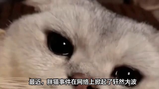 胖猫事件背后的思考,恋爱是否该被物质绑架