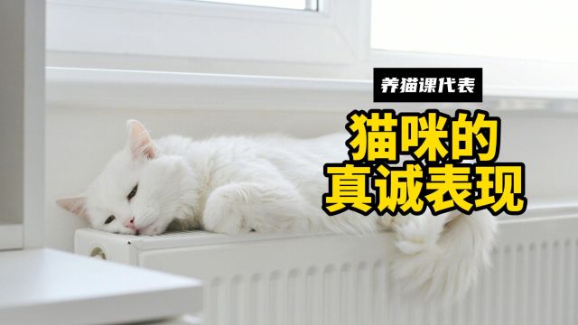 猫咪“忠心”的特征,你是它的全世界!