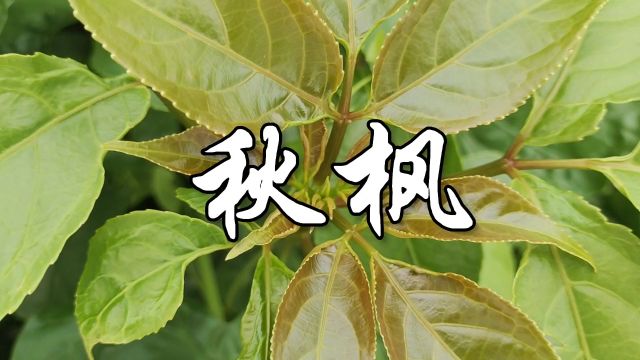 中草药——秋枫