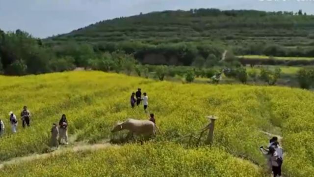 河北邯郸:花田经济引游人,乡村旅游助振兴