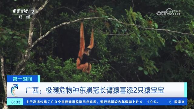 广西:极濒危物种东黑冠长臂猿喜添2只猿宝宝