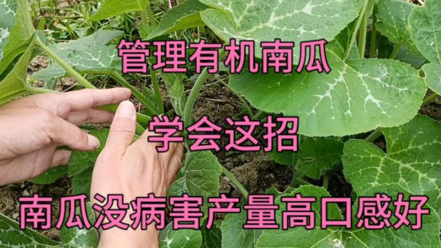 管理有机南瓜,学会这招,南瓜没病害产量高口感好