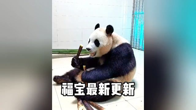 喜大普奔,福宝隔离日记更新,本周开始享受生活,室外探险没在怕大熊猫福宝福宝和爷爷