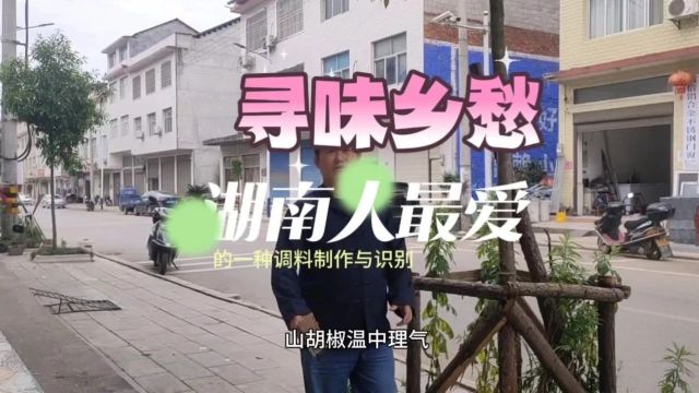 《寻味乡愁》湖南人的最爱山胡椒