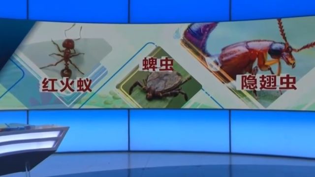 夏日防虫叮咬指南,“隐翅虫”进入活跃期,号称“皮肤杀手”