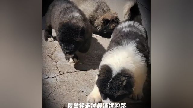 #中亚#高加索#中亚牧羊犬花高起名国宝