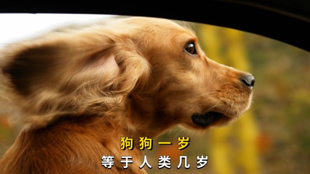 狗狗1岁等于人类几岁?很多人都不知道!