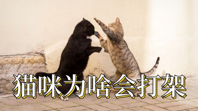 猫咪打架的几大原因,你都知道吗?