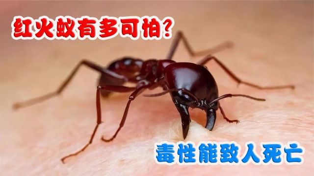 红火蚁有多可怕?入侵我国多省,毒性可致人死亡