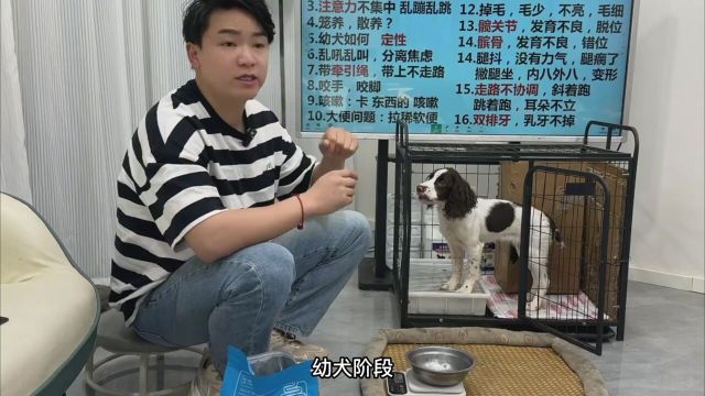 幼犬到家,训养,第37集,如何给狗狗喂食喂多少?