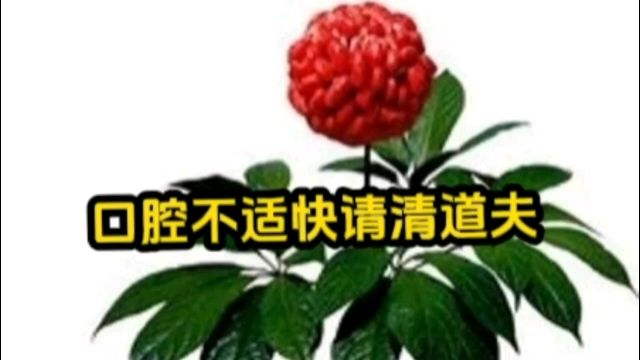 草本牙粉呵护你口腔周全