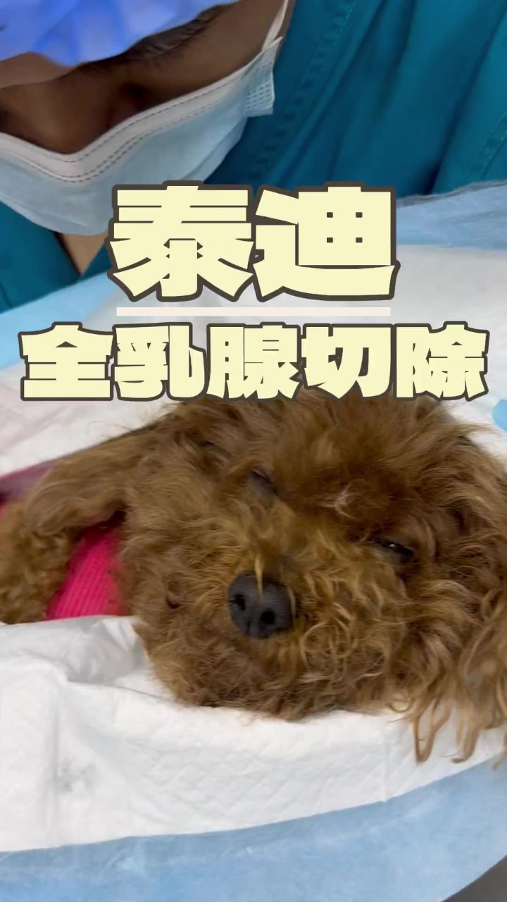 这只小泰迪查出多发性乳腺肿瘤,子宫和卵巢也有异常,必须做全乳腺切除