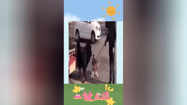 二哈的江湖你不懂![二哈]