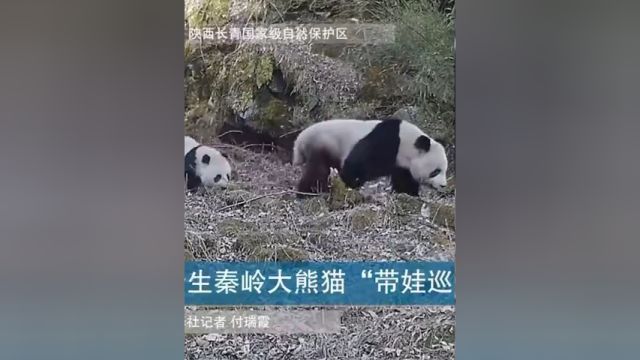 野生秦岭大熊猫“带娃巡山”(来源:新华社)