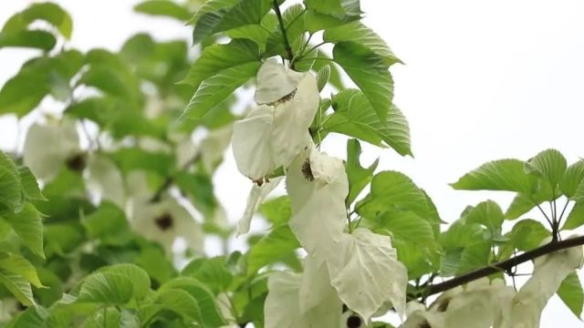 【创建天府旅游名县】“植物活化石”珙桐花绽枝头 若白鸽翩跹飞舞