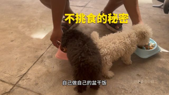 狗狗怎么喂不挑食?狗主现场实操喂狗讲出真相,很多人都不注意