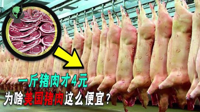 一斤仅4元!美国猪肉凭啥这么便宜?他们是如何低成本养猪的?