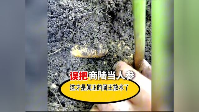 女大学生竟然把商陆错当人参吃,结果昏睡了10多个小时,这才是真正的阎王在放水了…