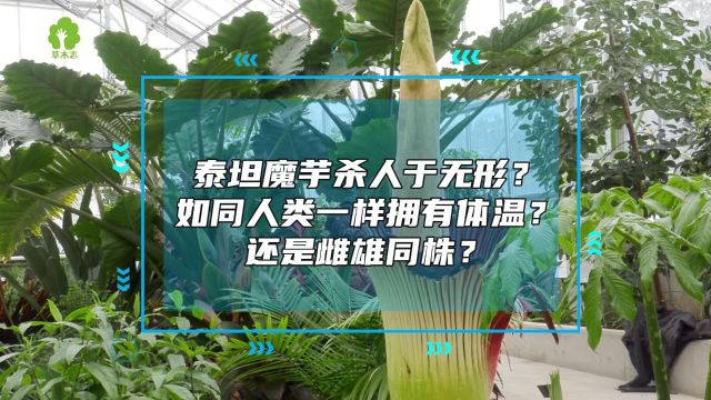 泰坦魔芋杀人于无形?如同人类一样拥有体温还是雌雄同株?