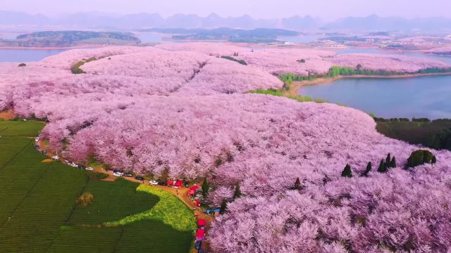 中德康朴学院 田间地头公开课—春城花事 美丽增值