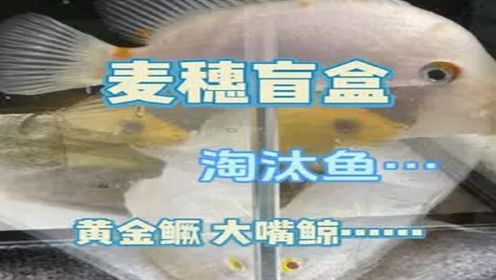 今天竟然让我开到了大嘴鲸!早就想养了哈哈