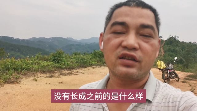 大家记住他,六陈村山炮终于霸气了一次,给大家看了稀世珍宝植物