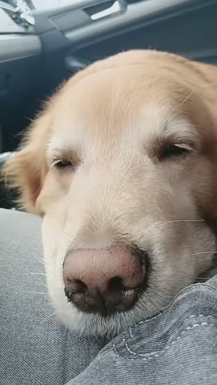 我要上热榜 #是宠物更是家人 #金毛狗狗 不去考虑以后,或者将来怎么