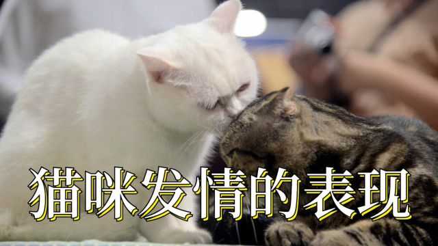 猫咪发情的表现,太可怕了