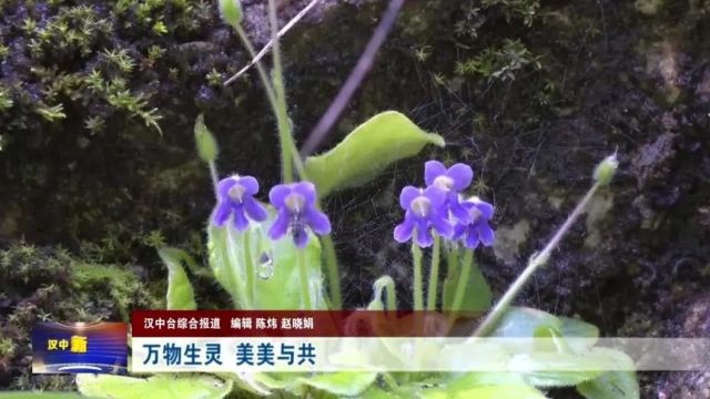 汉视新闻 | 飞“阅”汉中新画卷 共建万物和谐的美丽家园