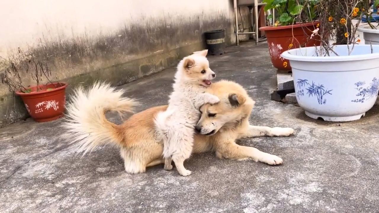 一只流浪狗赖在门口不肯走,房主好心收养,哪曾想它却不识好歹