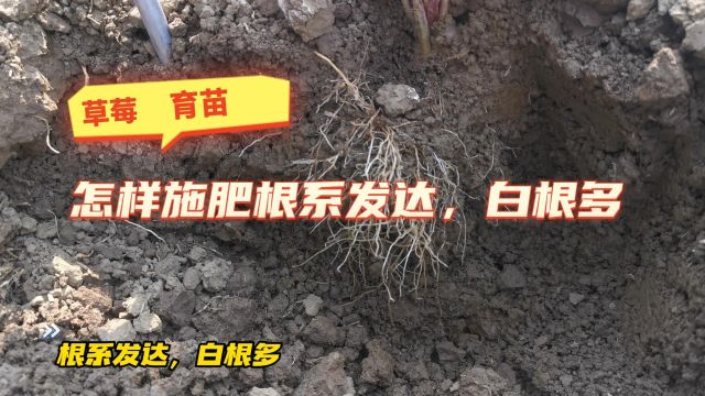 微生物菌剂贵州黔西南草莓使用翠姆根碧多+微生物菌剂+小分子有机碳效果,成活率高,根系发达