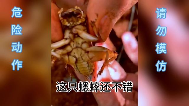 高手这样抓蟋蟀,手法太厉害了,蟋蟀一个也跑步了