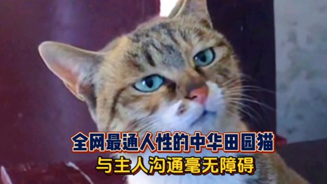 全网最通人性的猫咪,与主人无障碍交流