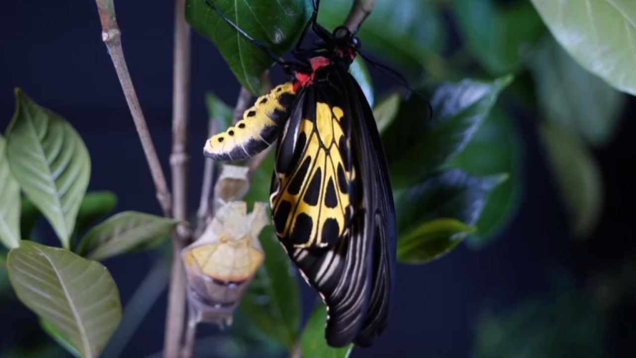 破茧而出!国家二级保护动物金裳凤蝶的羽化过程也太惊艳了