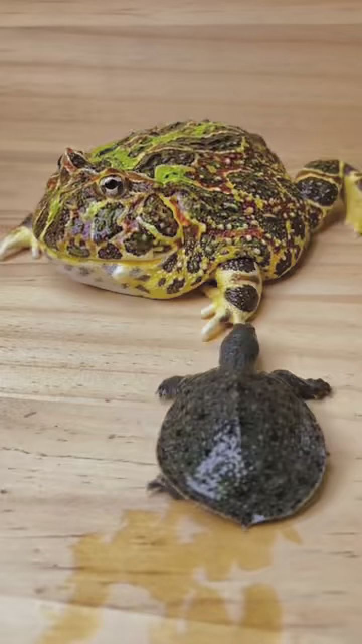 角蛙:专治各种不服…… #夏日萌友季 #年轻人养宠图鉴