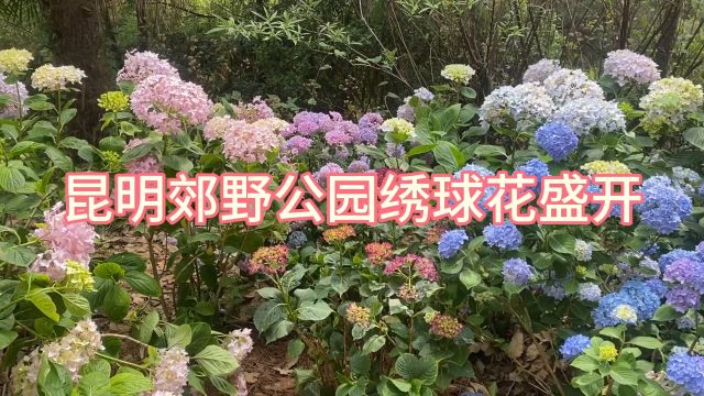 夏天去哪里?到有花的地方去,昆明郊野公园绣球花开得美丽