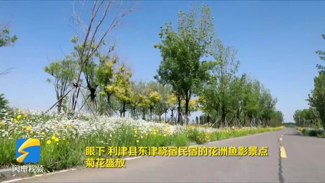 利津:花洲鱼影景点菊花盛开 绽放摇曳清新怡人