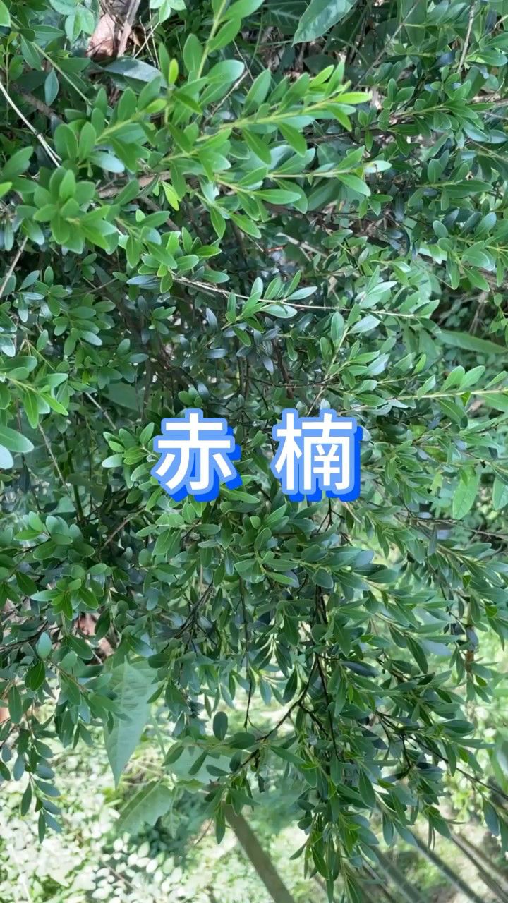 赤楠(野生植物)