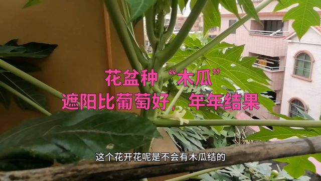 花盆种“木瓜”,遮阳效果比葡萄好,不招虫不打药,年年开花结果