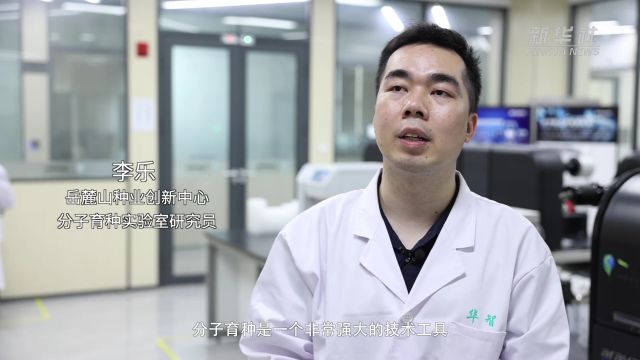 中部粮仓|育种:种业大省攥牢农业“芯片”