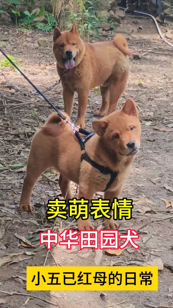 龙华犬舍:小五已红母日常~中华田园犬